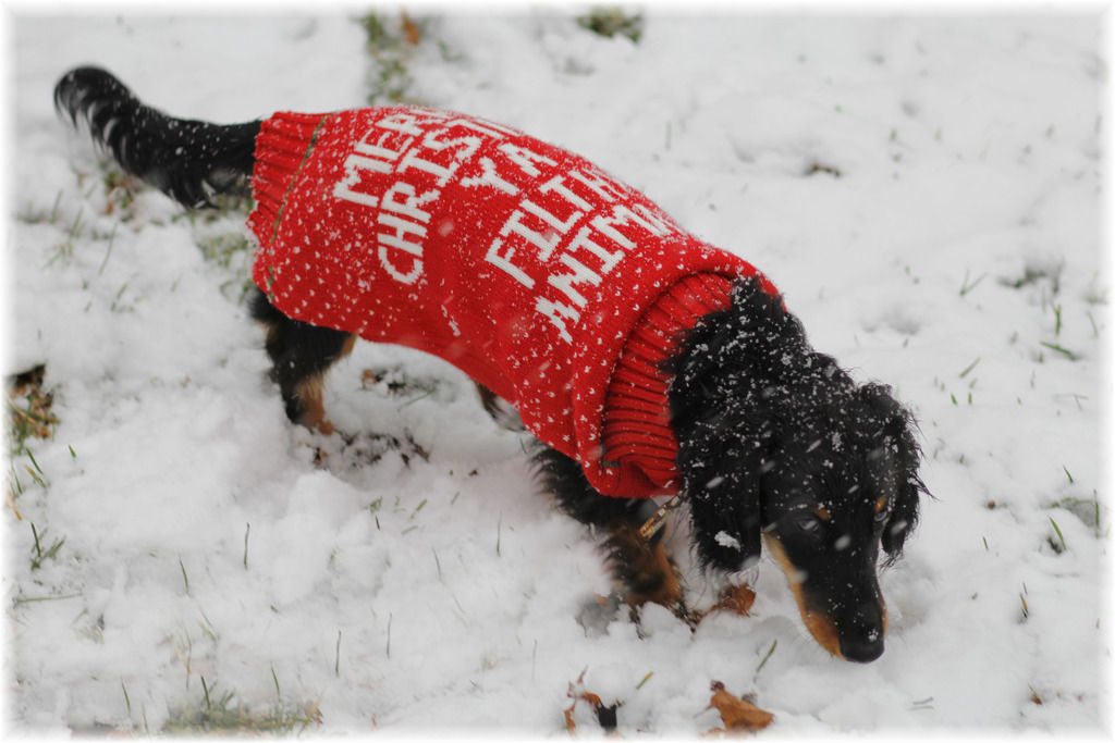 Merry Christmas Ya Filthy Animal Ugly Christmas Sweater – FOR SMALL PETS